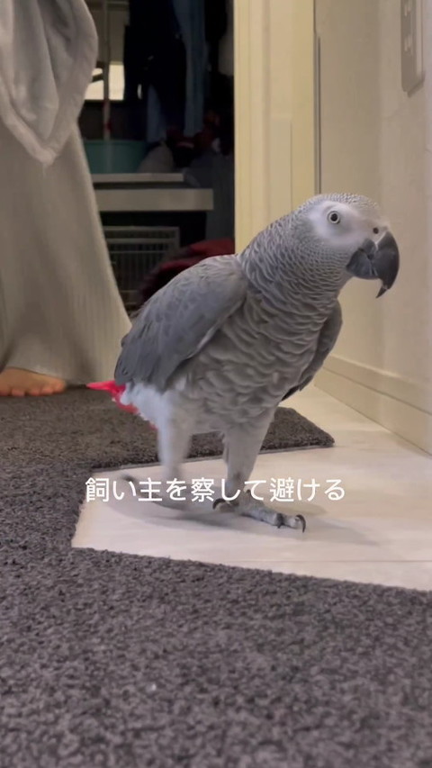 ヨウム