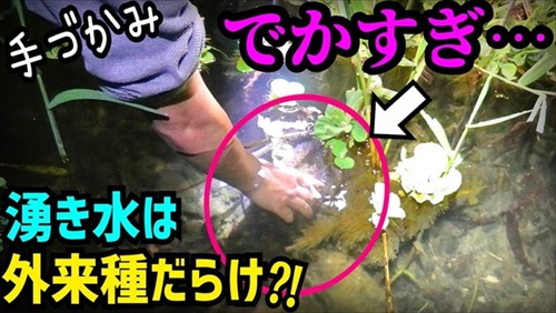 湧水が出る水場は外来生物ばかりだった