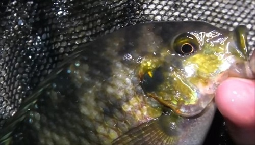湧水が出る水場は外来生物ばかりだった
