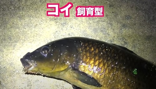 湧水が出る水場は外来生物ばかりだった