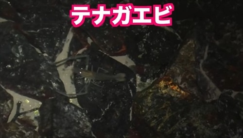 湧水が出る水場は外来生物ばかりだった