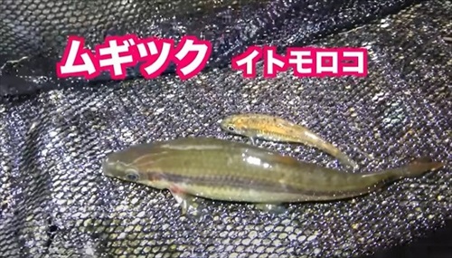 湧水が出る水場は外来生物ばかりだった