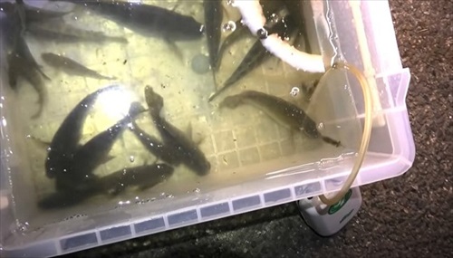 湧水が出る水場は外来生物ばかりだった