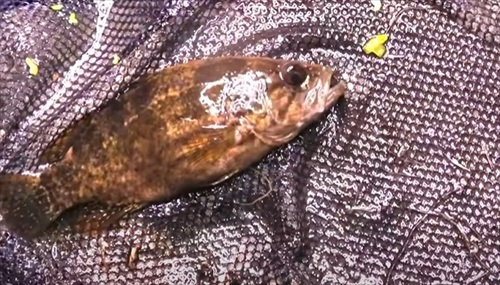 湧水が出る水場は外来生物ばかりだった