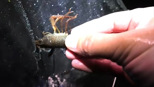 湧水が出る水場は外来生物ばかりだった