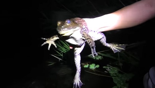 湧水が出る水場は外来生物ばかりだった