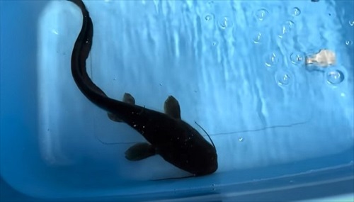 湧水が出る水場は外来生物ばかりだった