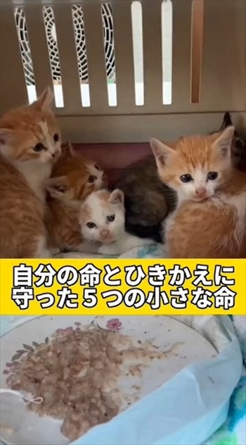 最後の力を振り絞り、子猫を助けた母猫