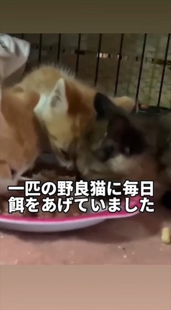 5匹の子猫