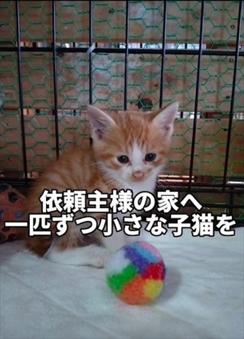 1匹目の子猫