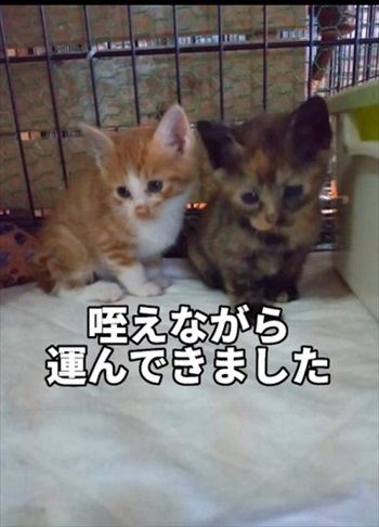 2匹目の子猫