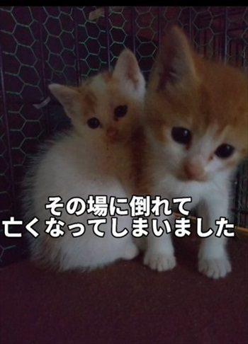 保護された子猫たち