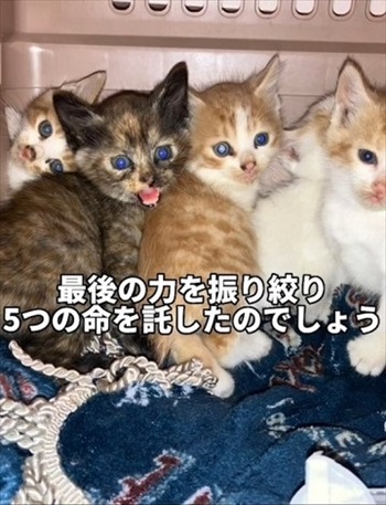 保護された子猫たち
