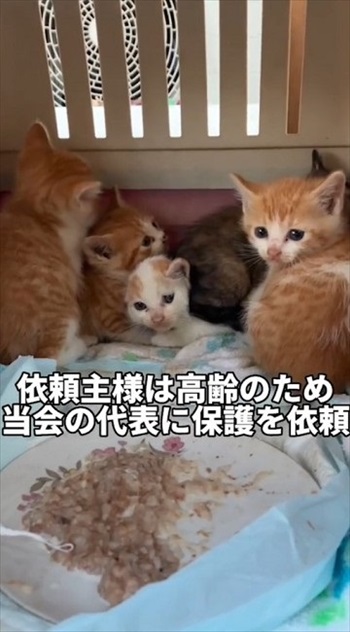 保護された子猫たち