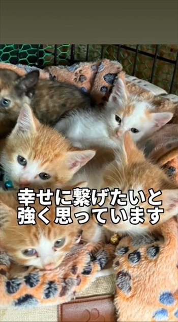 保護された子猫たち