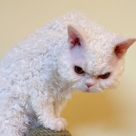 立ち上がりムラくんトリミング