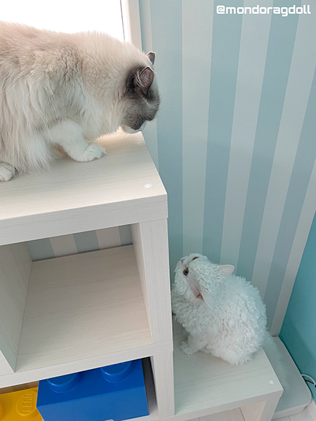 もんちゃんにアタックするムラくん