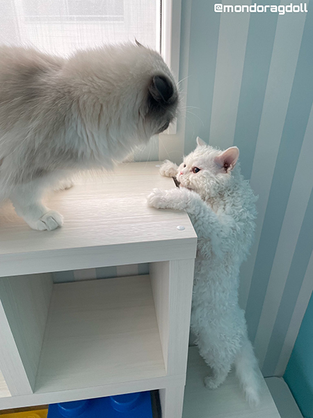 モーニングシャー