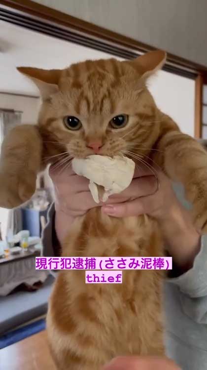 ささみ泥棒