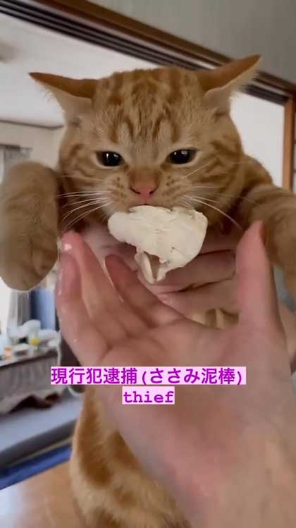 猫 ささみ 泥棒 現行犯 逮捕 シャー 犯人 ニャンコ