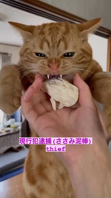 ささみ泥棒の猫ちゃんを現行犯逮捕した瞬間……！ マンガみたいな