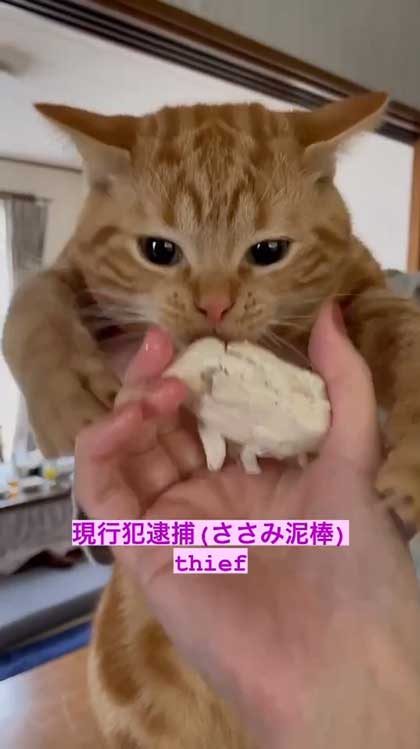 猫 ささみ 泥棒 現行犯 逮捕 シャー 犯人 ニャンコ