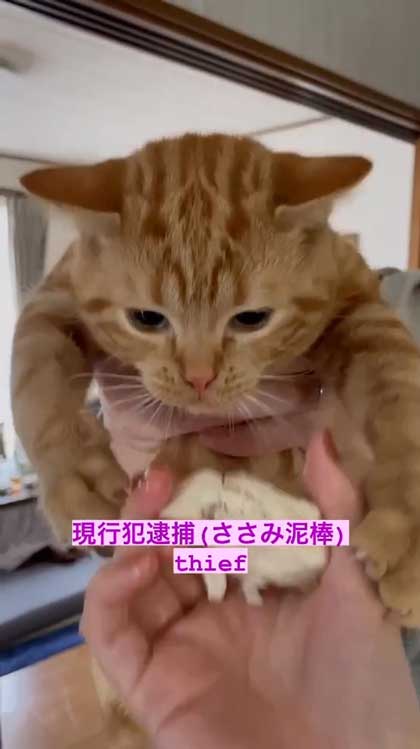 猫 ささみ 泥棒 現行犯 逮捕 シャー 犯人 ニャンコ