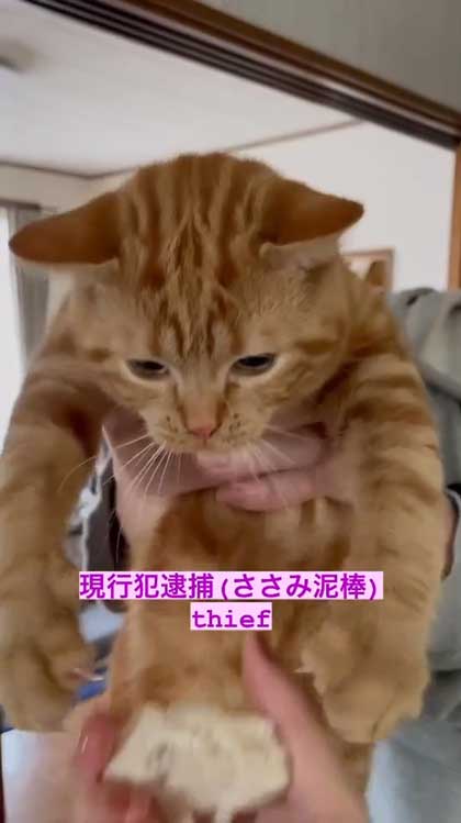 猫 ささみ 泥棒 現行犯 逮捕 シャー 犯人 ニャンコ