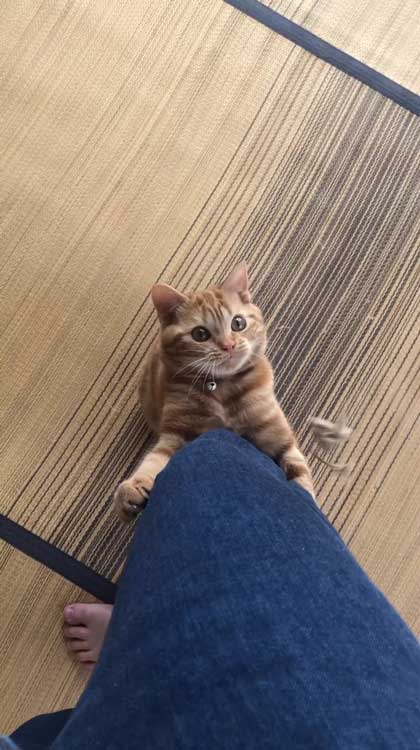 猫 ささみ 泥棒 現行犯 逮捕 シャー 犯人 ニャンコ