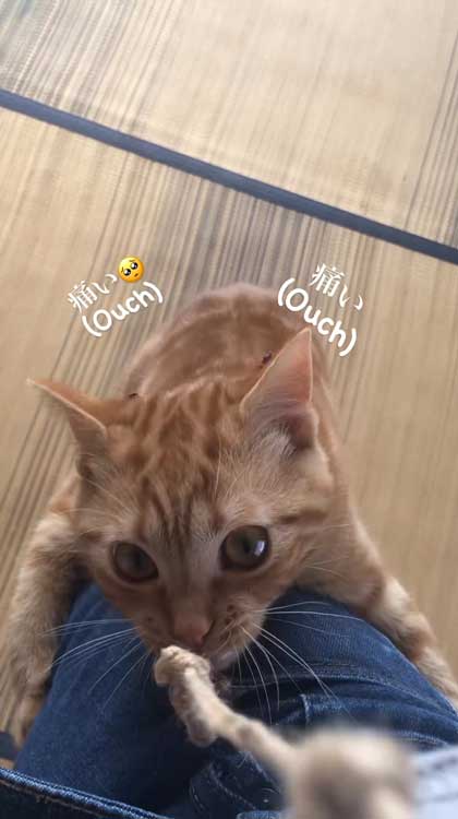 猫 ささみ 泥棒 現行犯 逮捕 シャー 犯人 ニャンコ