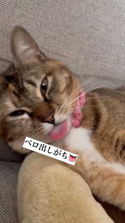 猫 ささみ 泥棒 現行犯 逮捕 シャー 犯人 ニャンコ