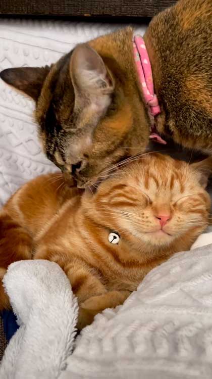 猫 ささみ 泥棒 現行犯 逮捕 シャー 犯人 ニャンコ