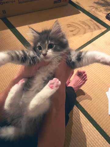 持ち上げられる子猫