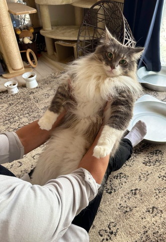 持ち上げられる成猫