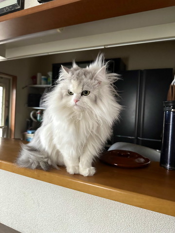 毛並みボサボサ猫ちゃん