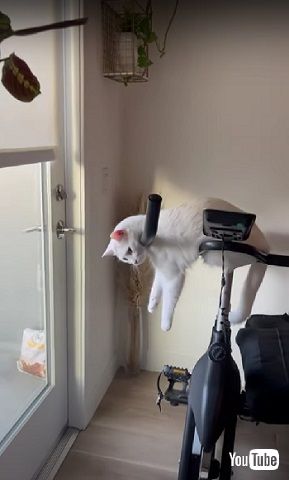 くつろぎ方が独特