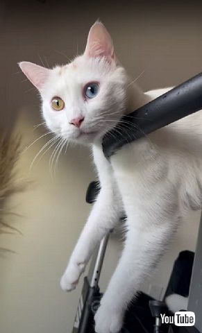 くつろぎ方が独特