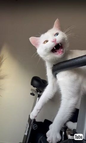 くつろぎ方が独特