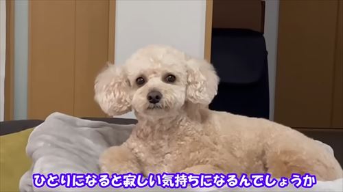 トイプードルのロアくん