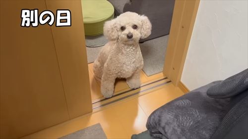 トイプードルのロアくん