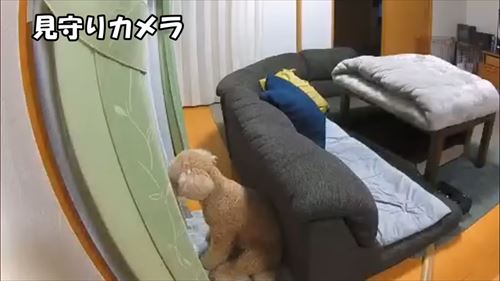 トイプードルのロアくん