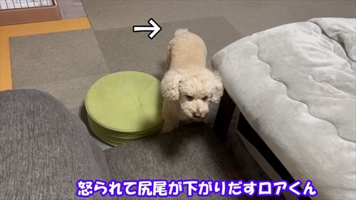 トイプードルのロアくん