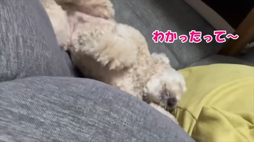 トイプードルのロアくん