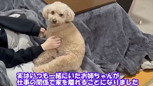 トイプードルのロアくん