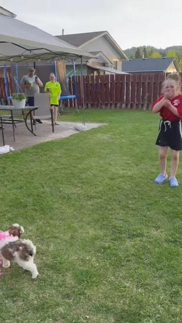 子犬サプライズ