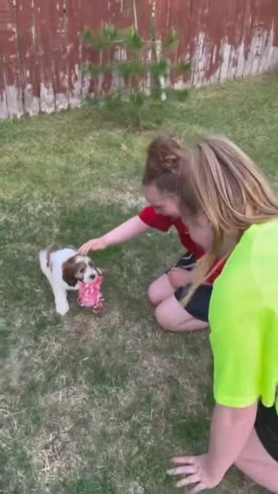 子犬サプライズ
