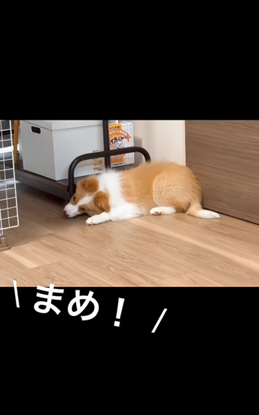 子犬
