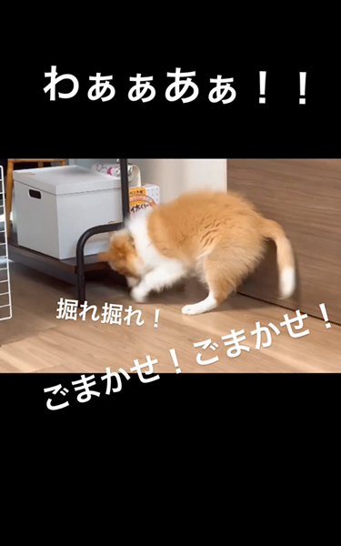 自分のオナラにびっくりする子犬