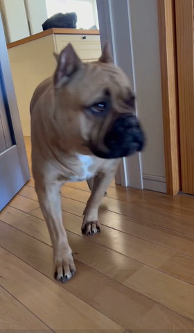 部屋から出てくる茶色ワンコアップ