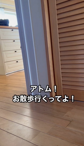 アトムお散歩行くってよテロップ